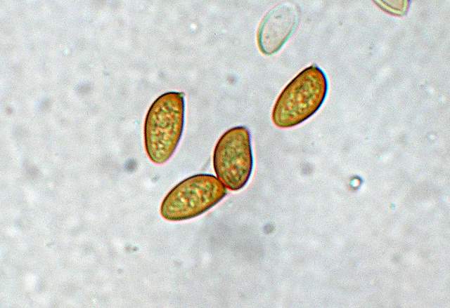 Galerina spec. Cod.: 0947-07